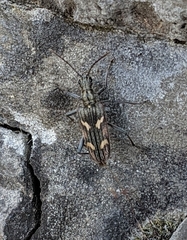 Rhagium bifasciatum
