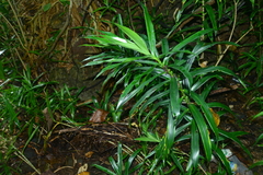 Dracaena angustifolia