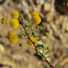 Vachellia vernicosa