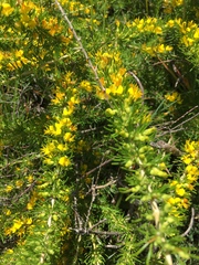 Aspalathus spinosa spinosa
