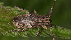 Mesosa nebulosa