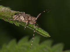 Mesosa nebulosa