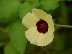 Hibiscus hispidissimus