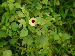 Hibiscus hispidissimus