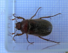 Rhizotrogus aestivus