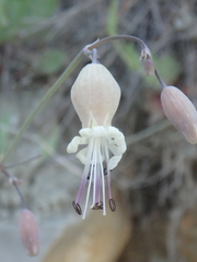 Silene crispata