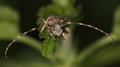 Mesosa nebulosa