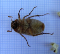 Rhizotrogus aestivus