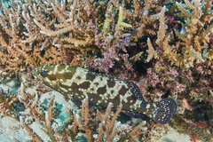 Epinephelus polyphekadion