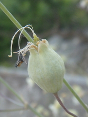 Silene crispata