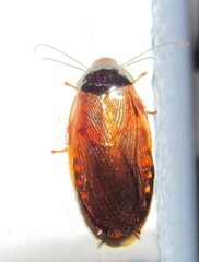 Pycnoscelus