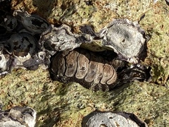 Acanthopleura