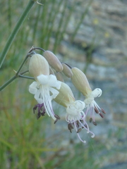 Silene crispata