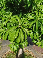 Couroupita guianensis