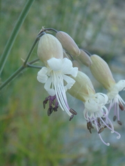 Silene crispata