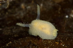 Acanthodoris pilosa