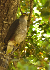 Accipiter chilensis