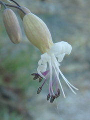 Silene crispata
