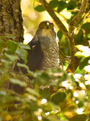 Accipiter chilensis