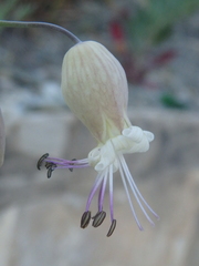 Silene crispata
