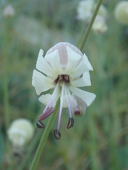 Silene crispata