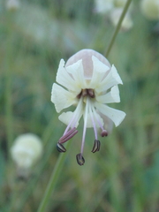 Silene crispata