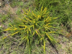 Aspalathus spinosa spinosa
