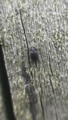 Latridiidae