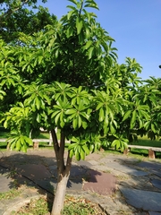 Couroupita guianensis