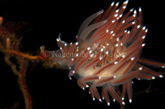 Coryphella