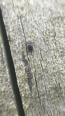 Latridiidae