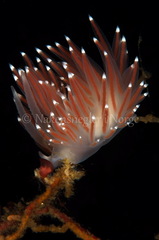 Coryphella