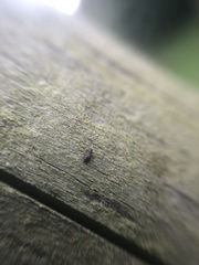 Latridiidae
