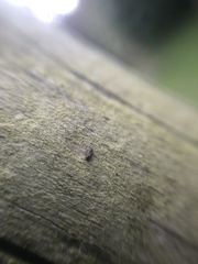 Latridiidae
