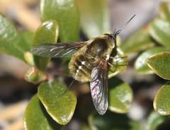 Bombylius mexicanus