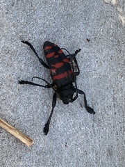 Ceroplesis capensis