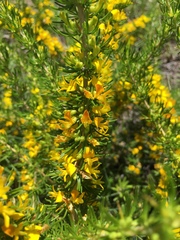 Aspalathus spinosa spinosa