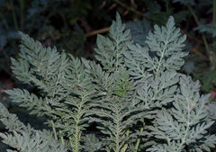 Ambrosia confertiflora