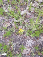 Barbarea vulgaris