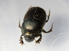 Onthophagus illyricus