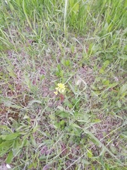 Barbarea vulgaris
