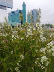 Amelanchier