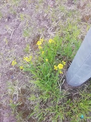 Barbarea vulgaris