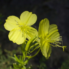Oenothera argillicola