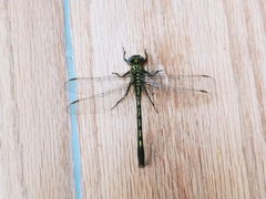 Arigomphus