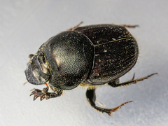 Onthophagus illyricus