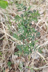 Astragalus suffruticosus