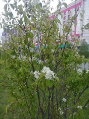 Amelanchier
