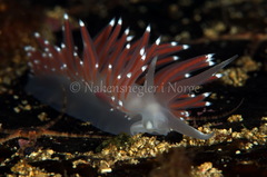 Coryphella