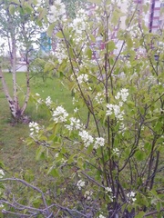Amelanchier